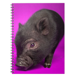 Baby Black Pig Spiral Notebook
