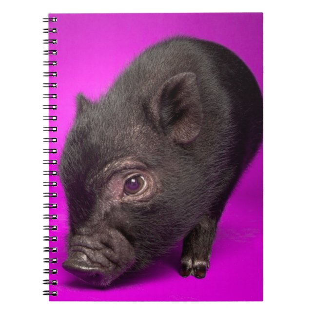 Baby Black Pig Spiral Notebook (Front)