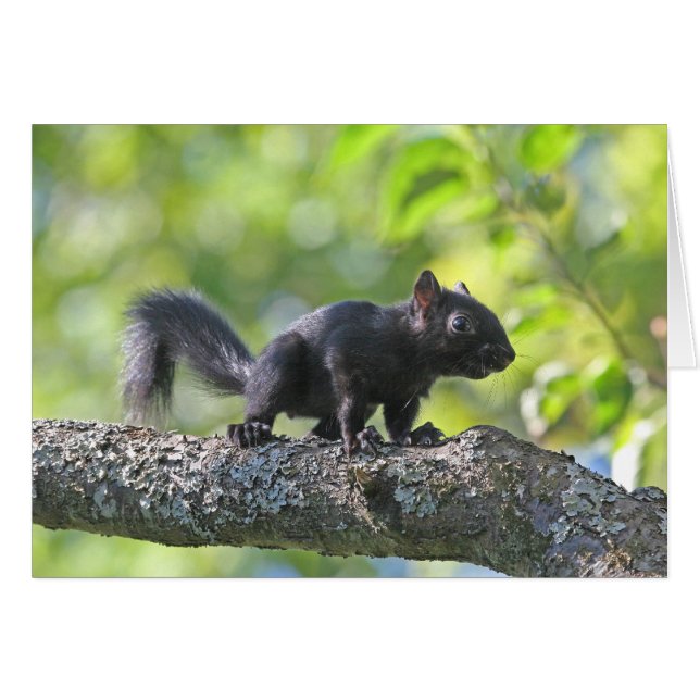 Baby Black Squirrel (Front Horizontal)