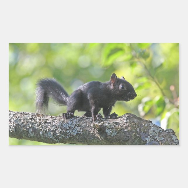Baby Black Squirrel Rectangular Sticker (Front)