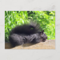 Baby Black Squirrel Sunbathing on Balcony Rail
