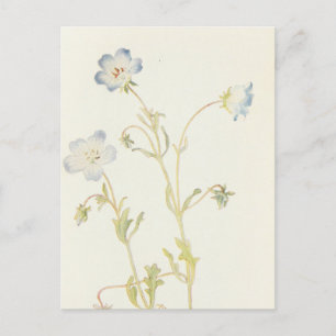 Baby Blue-Eyes by Margaret Armstrong Postcard