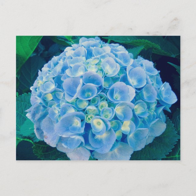 Baby blue hydrangea bloom postcard (Front)