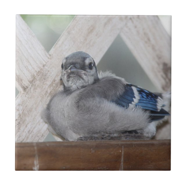 Baby Blue Jay Ceramic Tile (Front)