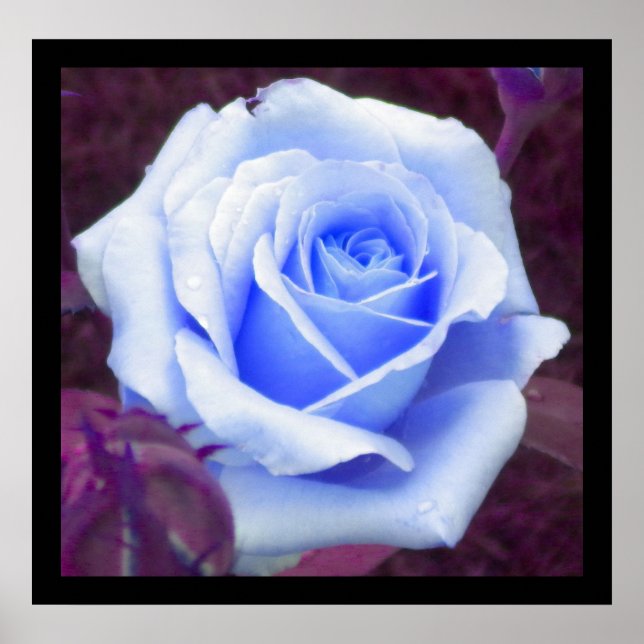 Baby Blue Rose Poster (Front)