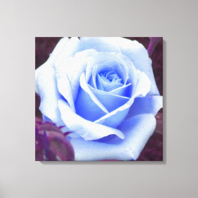 Baby Blue Rose Wrapped Canvas Print (Front)