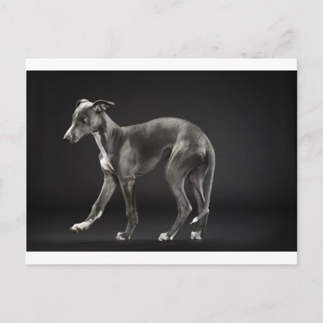 baby blue whippet postcard (Front)