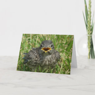 Baby Bluebird All Occasions Blank Inside Greeting  Holiday Card