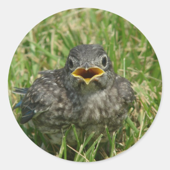 Baby Bluebird Classic Round Sticker (Front)