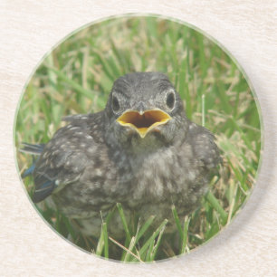 Baby Bluebird Coaster