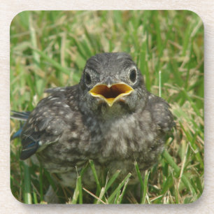 Baby Bluebird Coaster