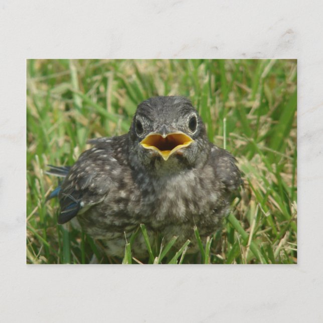 Baby Bluebird Postcard (Front)
