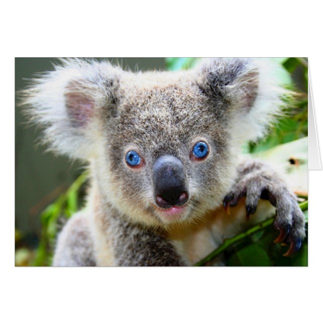 "Baby Blues" Koala (Front Horizontal)