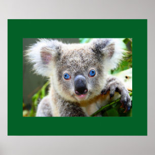 "Baby Blues" Koala Poster