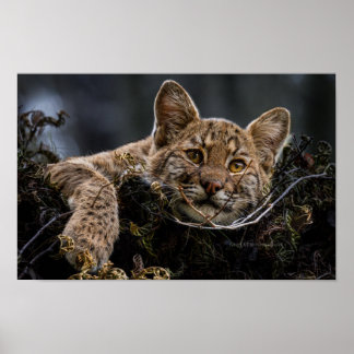 Baby Bobcat Lying in Tree Poster