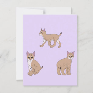 Baby Bobcats Postcard