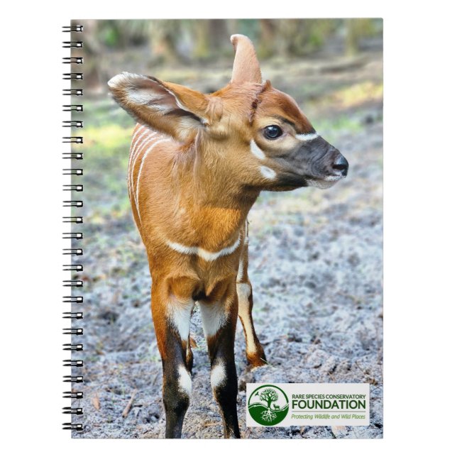 Baby Bongo Notebook (Front)