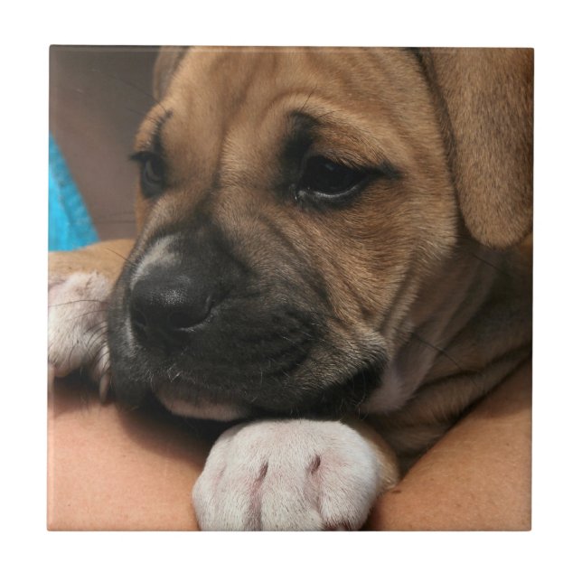 Baby Boxer Tile (Front)