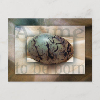 Baby Boy Postcard