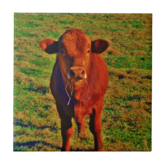 BABY BROWN COW EATING TILE