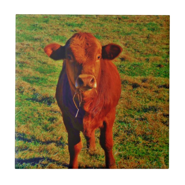 BABY BROWN COW EATING TILE (Front)