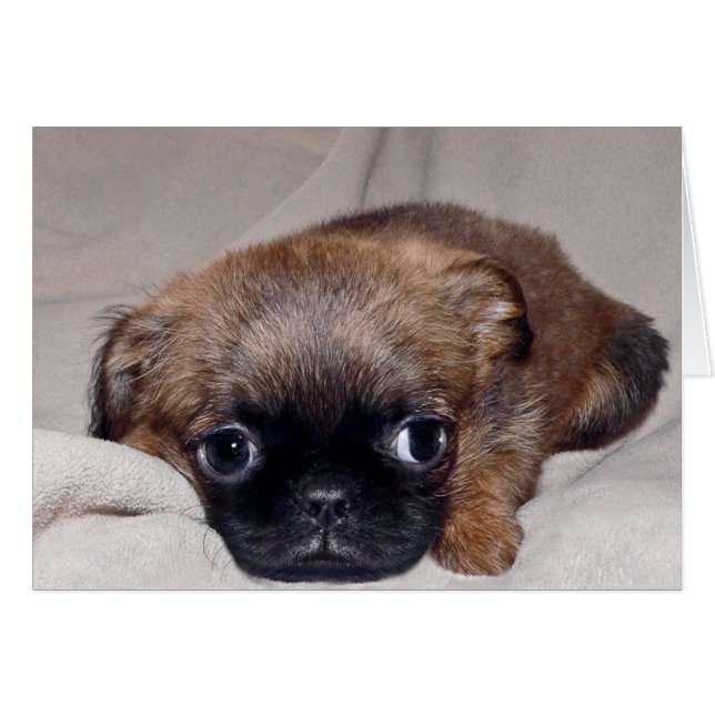 Baby Brussels Griffon (Front Horizontal)