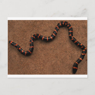 Baby bungarus snake postcard