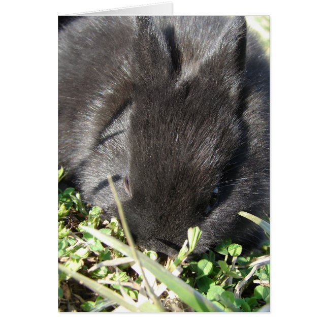Baby Bunny (Front)