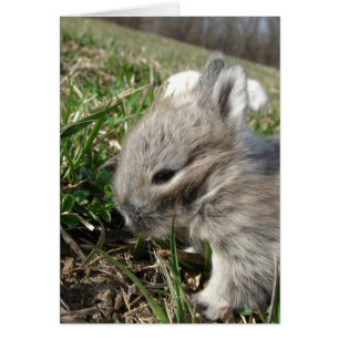 Baby Bunny