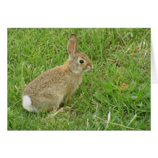 Baby Bunny On Lawn