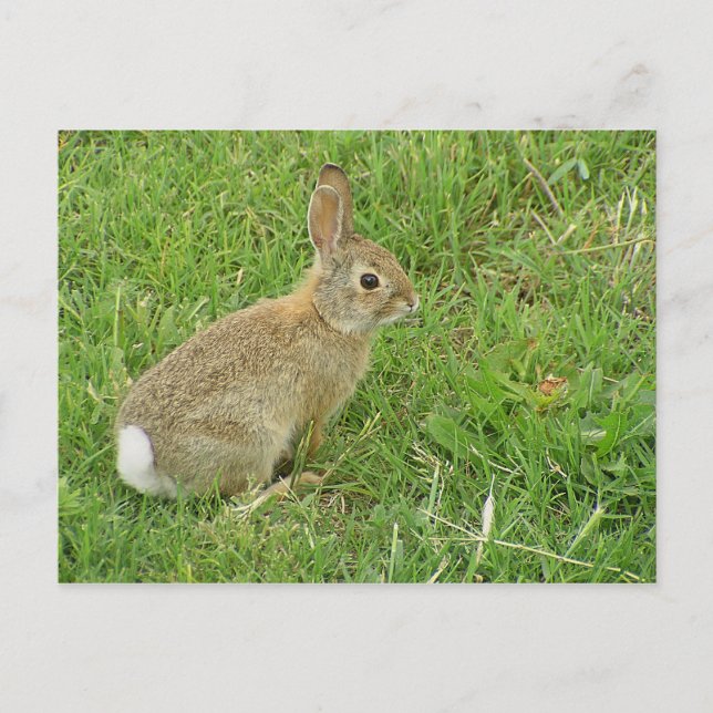 Baby Bunny On Lawn Postcard (Front)