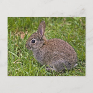Baby Bunny Postcard