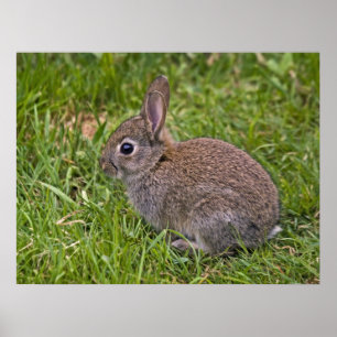 Baby Bunny Print