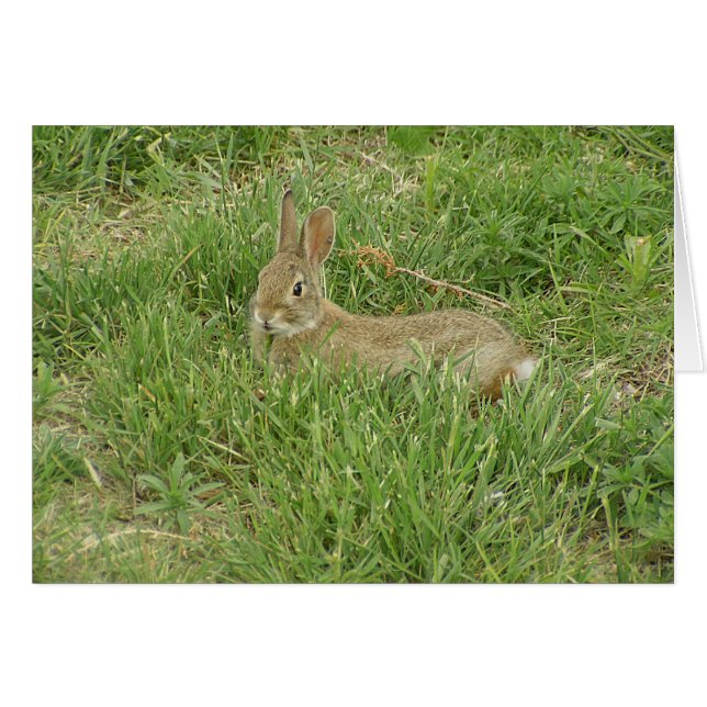 Baby Bunny Sentry (Front Horizontal)