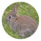 Baby Bunny Sticker