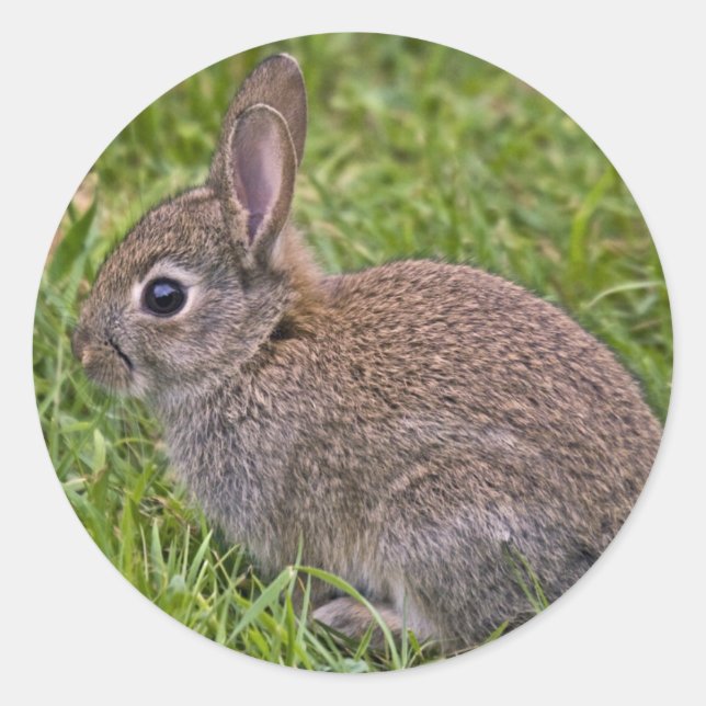 Baby Bunny Sticker (Front)