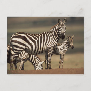 Baby Burchell's Zebra with mother Postcard