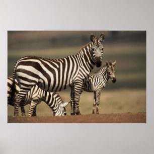 Baby Burchell's Zebra with mother Poster