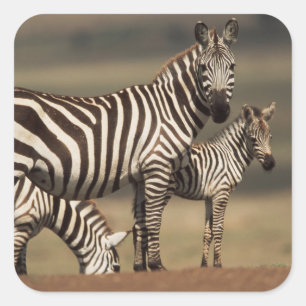 Baby Burchell's Zebra with mother Square Sticker
