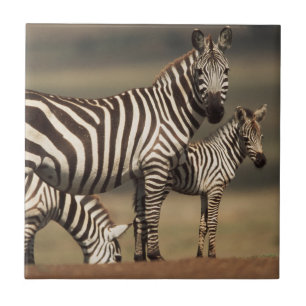 Baby Burchell's Zebra with mother Tile