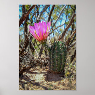 baby cactus poster