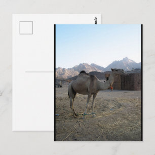 Baby Camel in Desert Postcard