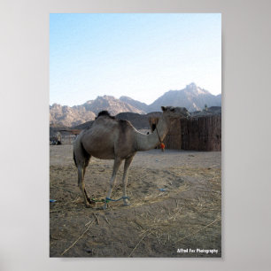 Baby Camel in Desert Poster