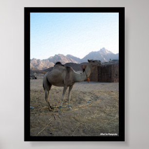 Baby Camel in Desert Poster