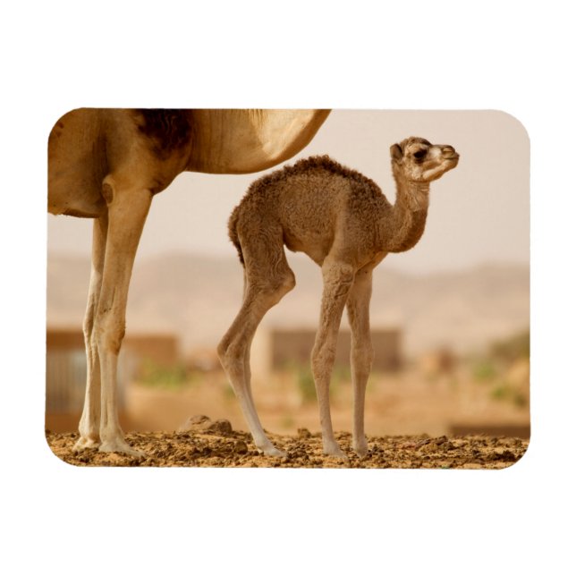 Baby Camel Magnet (Horizontal)