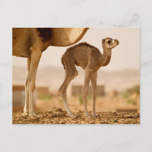 Baby Camel Postcard