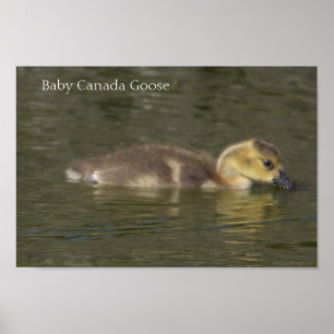 Baby Canada Goose Photo Poster