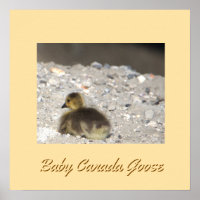 Baby Canada Goose Poster