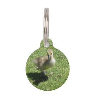 Baby Candian Goose Pet Tag