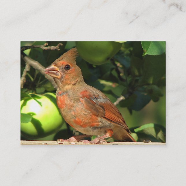 Baby Cardinal ATC Business Card (Front)